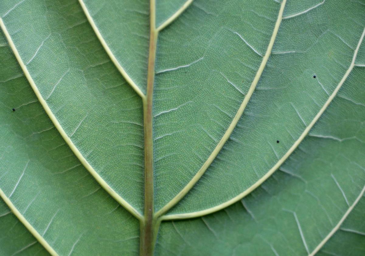 Tropical Plants Offer Color Texture And Design For Indoor Spaces Home Garden Tulsaworld Com