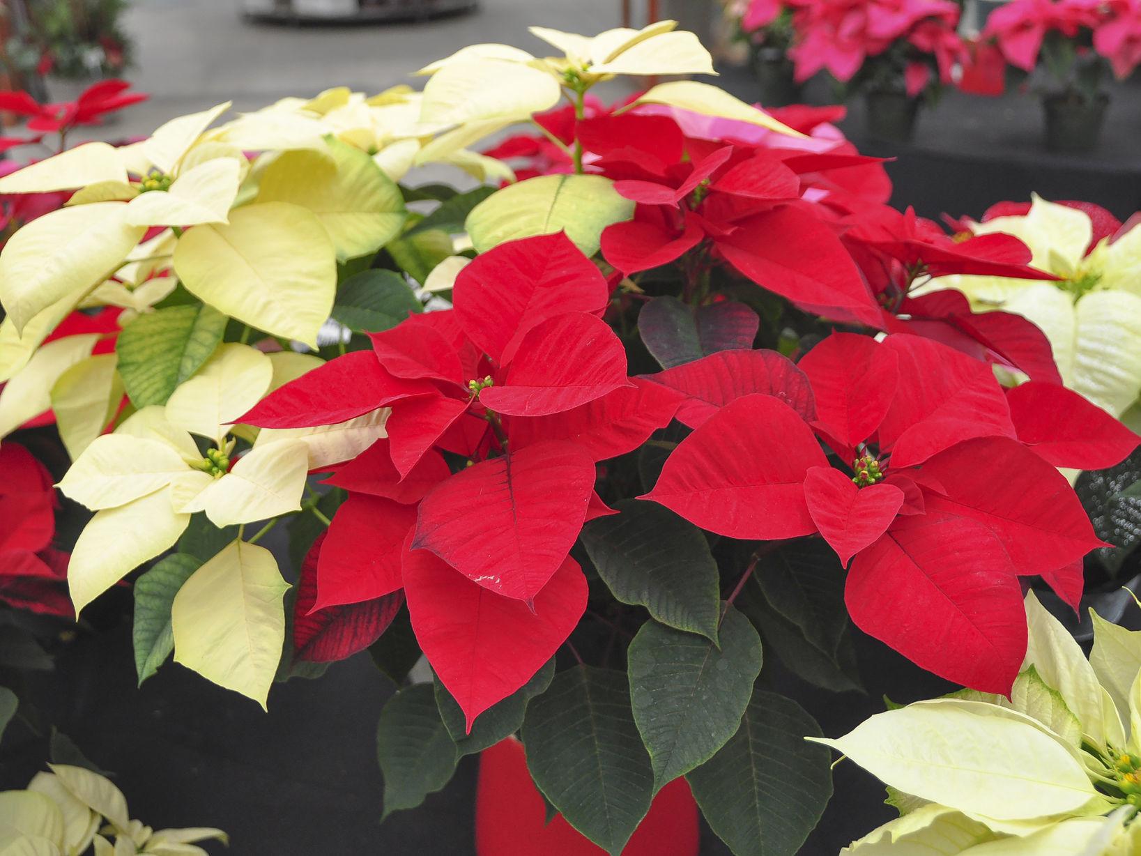 Master Gardener Keeping Poinsettia Alive Year After Year Is
