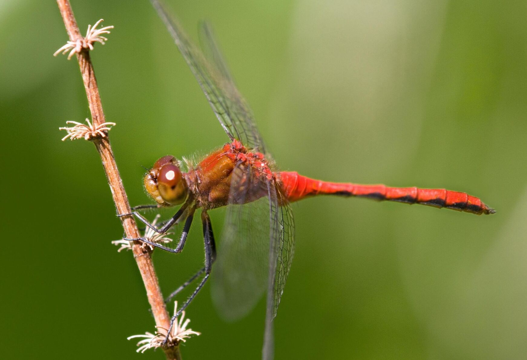 Master Gardener: Dragonflies Live, Breed In Or Around Water