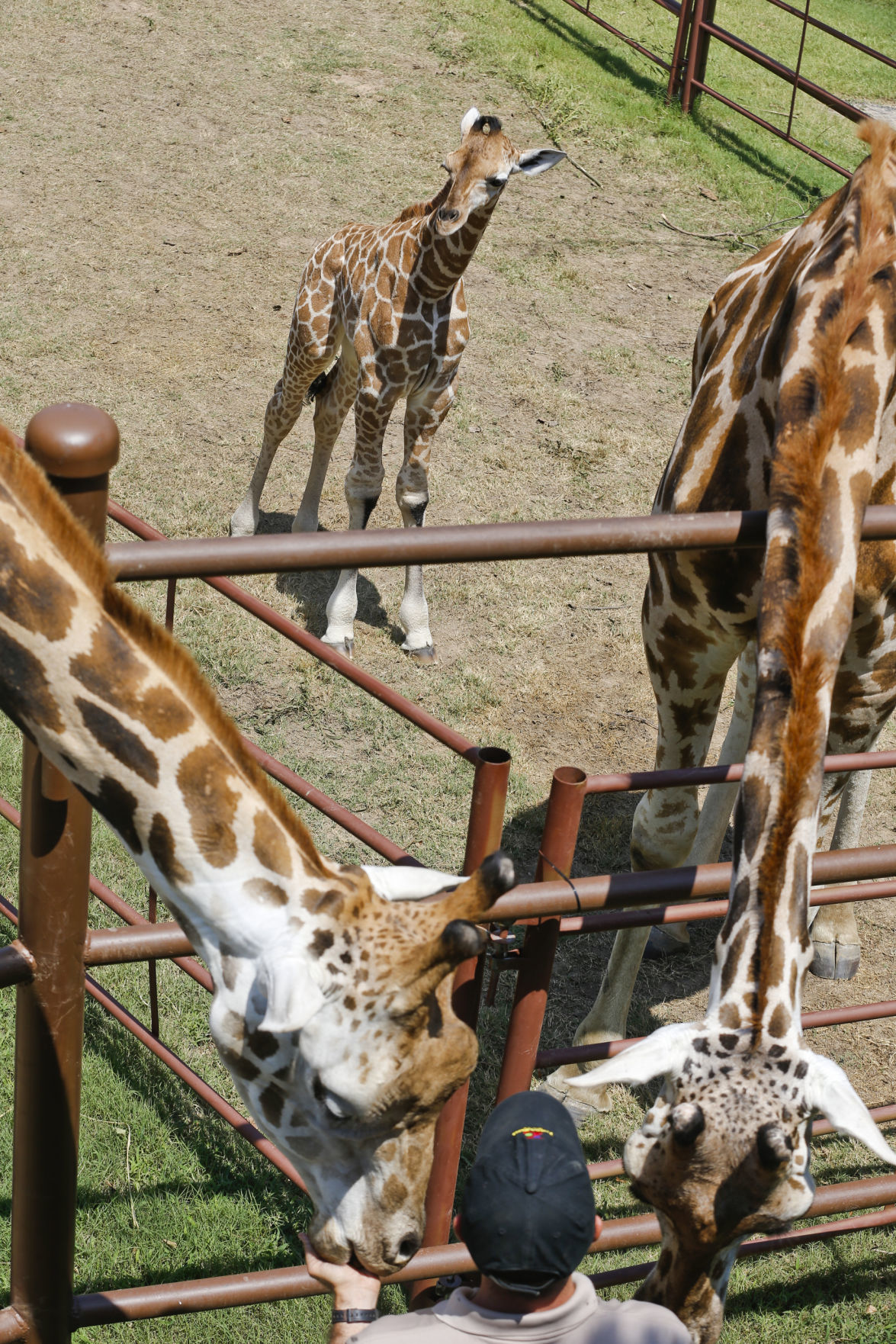 Tulsa Zoo announces baby giraffe's new name, inspired by Osage language