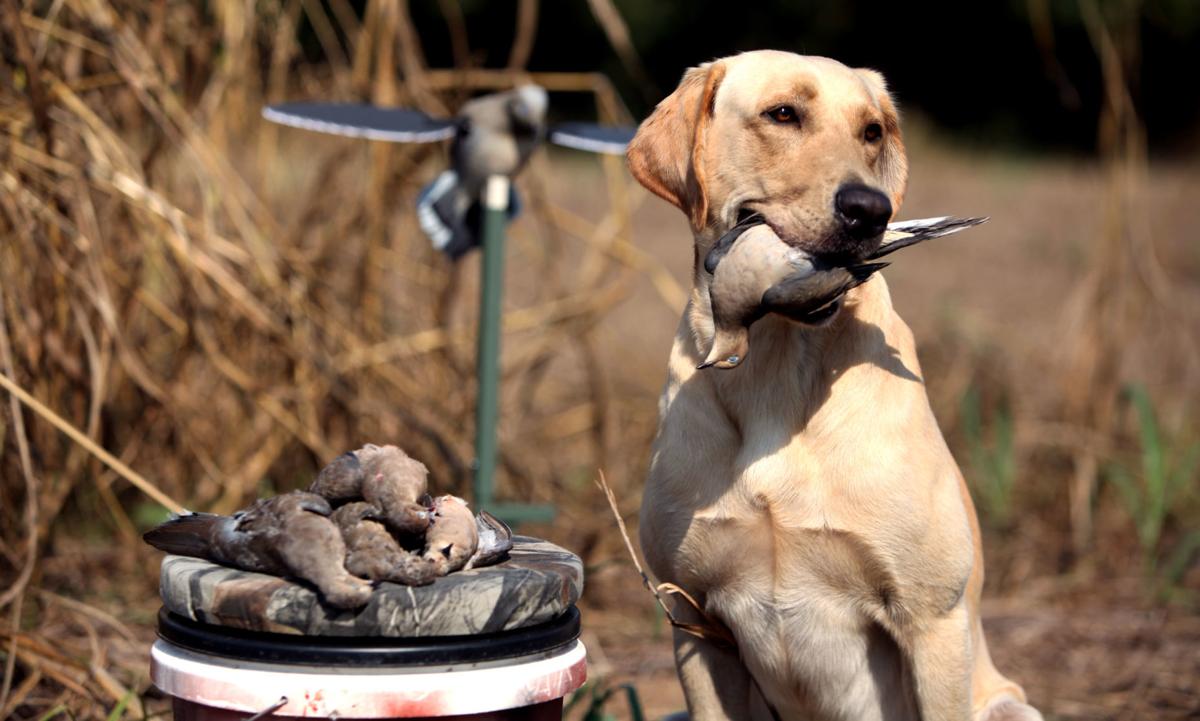 Veterans' organization planning charity dove hunt