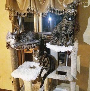 Missing: Four cats. Reward: $100,000