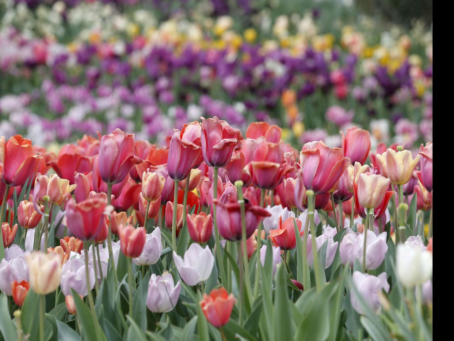 Spring Festivals Fill April Weekends For Gardeners Plant Lovers Alike Entertainment Tulsaworld Com
