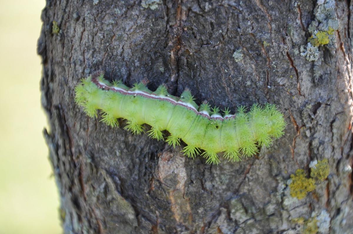 Io Moth Caterpillar (002a).JPG