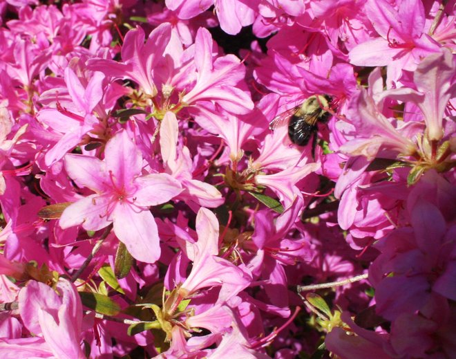 Muskogee Azalea Festival will be short on blooms