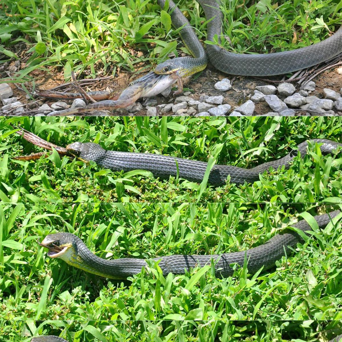 The World Around You Eastern Racer Doesn T Have To Come Unhinged To Swallow A Frog Whole Sports News Tulsaworld Com The World Around You Eastern Racer Doesn T Have To Come Unhinged To Swallow A Frog Whole Sports News Tulsaworld Com