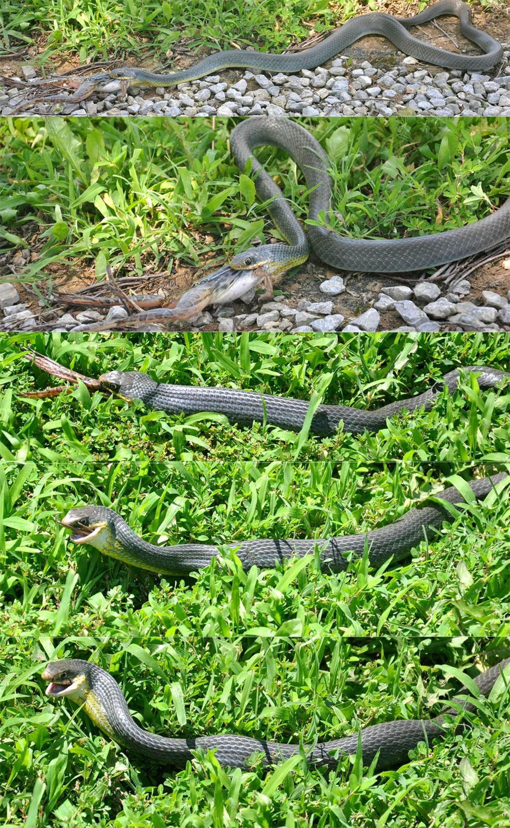 The World Around You Eastern Racer Doesn T Have To Come Unhinged To Swallow A Frog Whole Sports News Tulsaworld Com The World Around You Eastern Racer Doesn T Have To Come Unhinged To Swallow A Frog Whole Sports News Tulsaworld Com