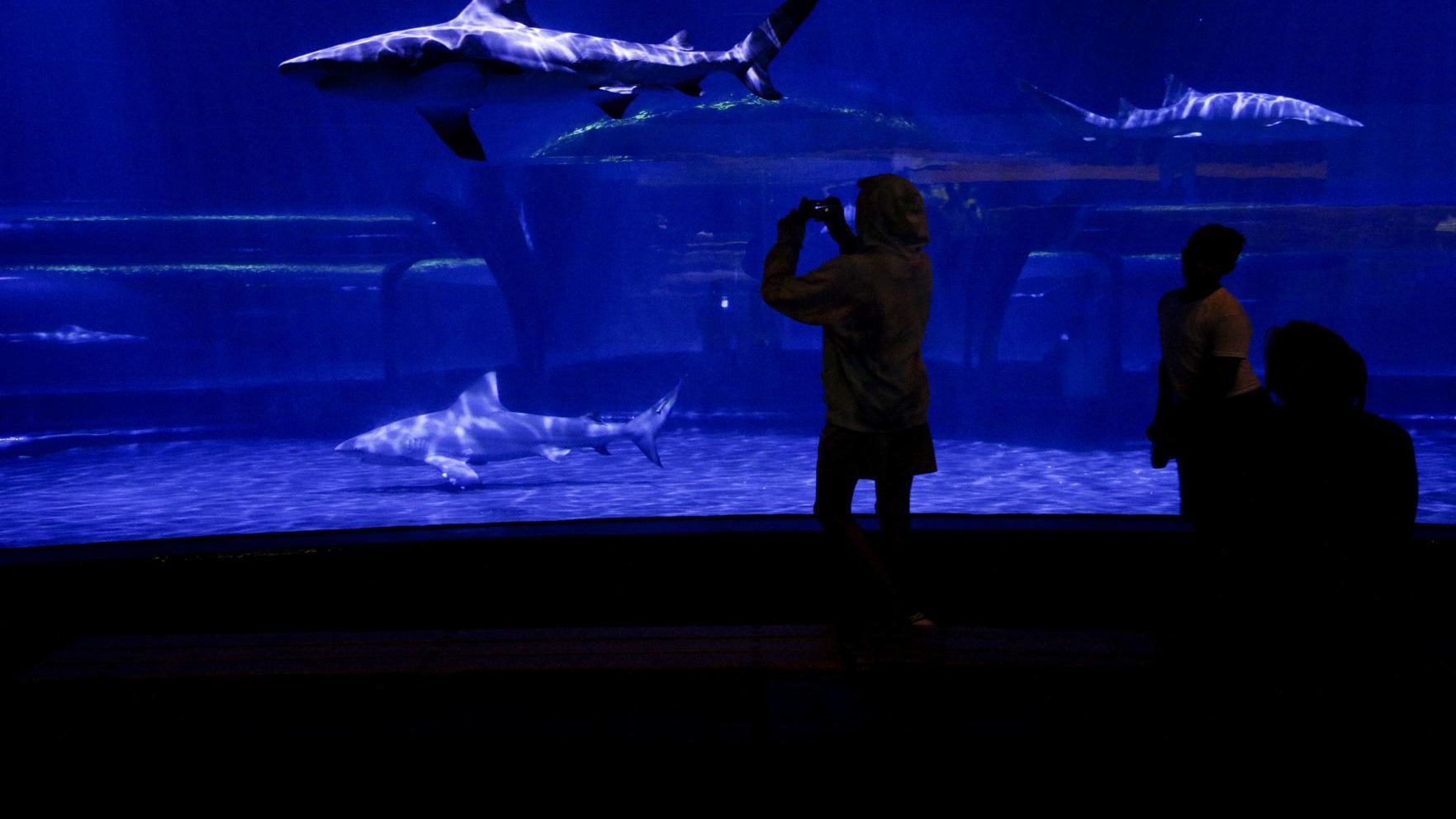 With Arrival Of Tv S Shark Week Unique Bull Sharks Remain Oklahoma Aquarium S Star Attraction Entertainment Tulsaworld Com