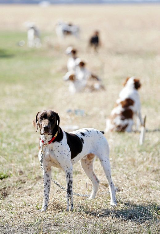gun dog association