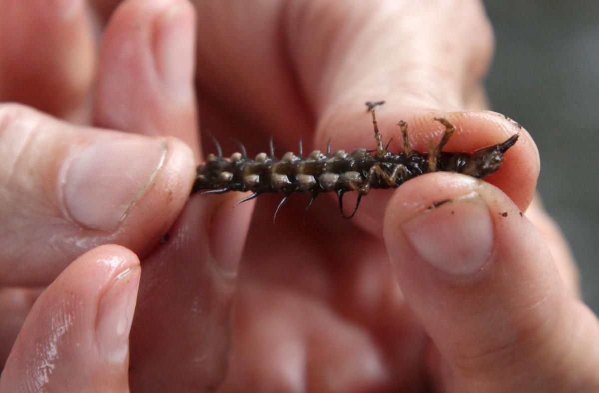 World Around You: Hellgrammite lives underwater as larva for years