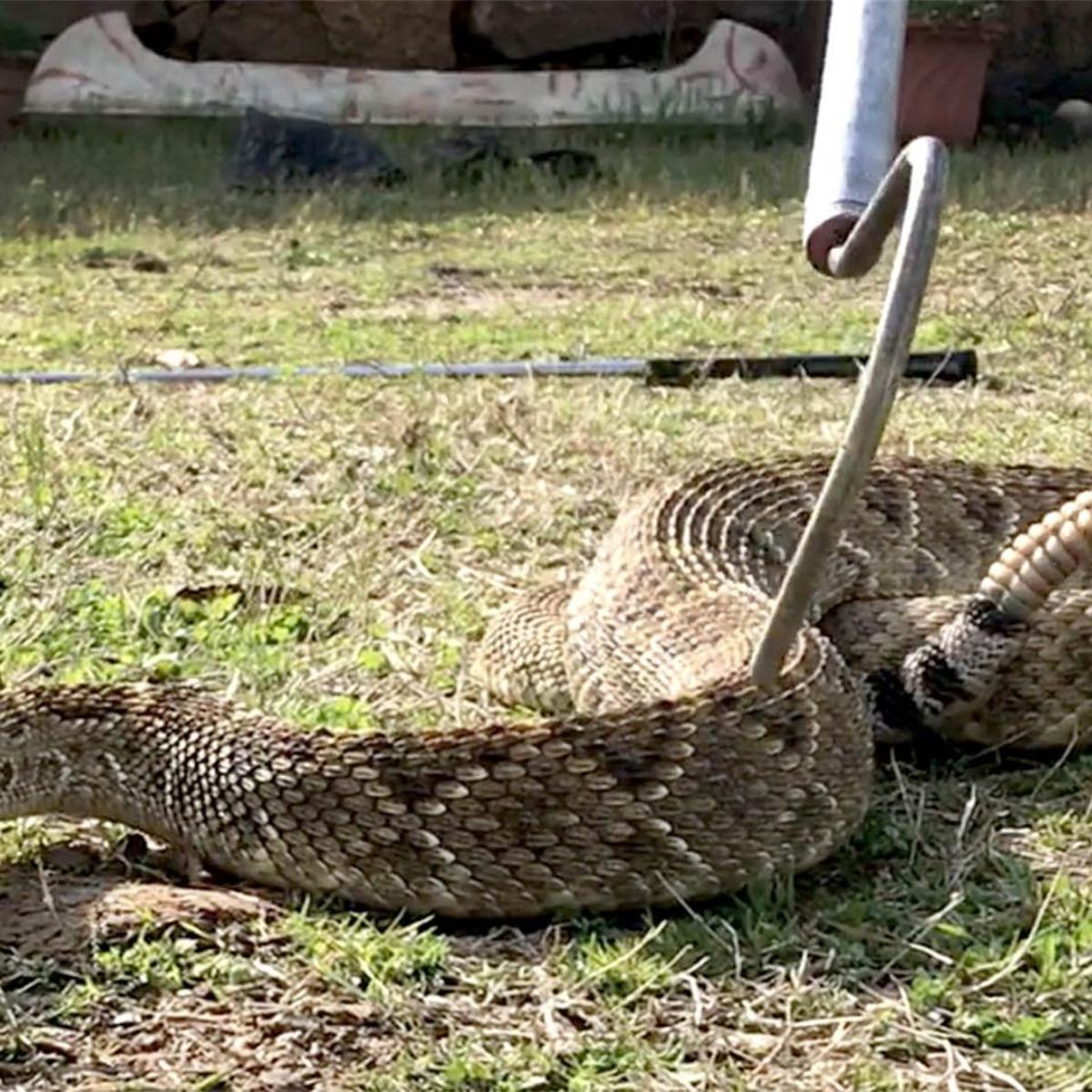giant rattlesnake proves challenge for