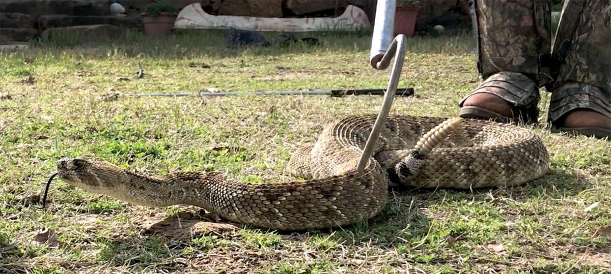 He Launched Like A Rocket Giant Rattlesnake Proves Challenge For Experienced Local Hunter Local News Tulsaworld Com