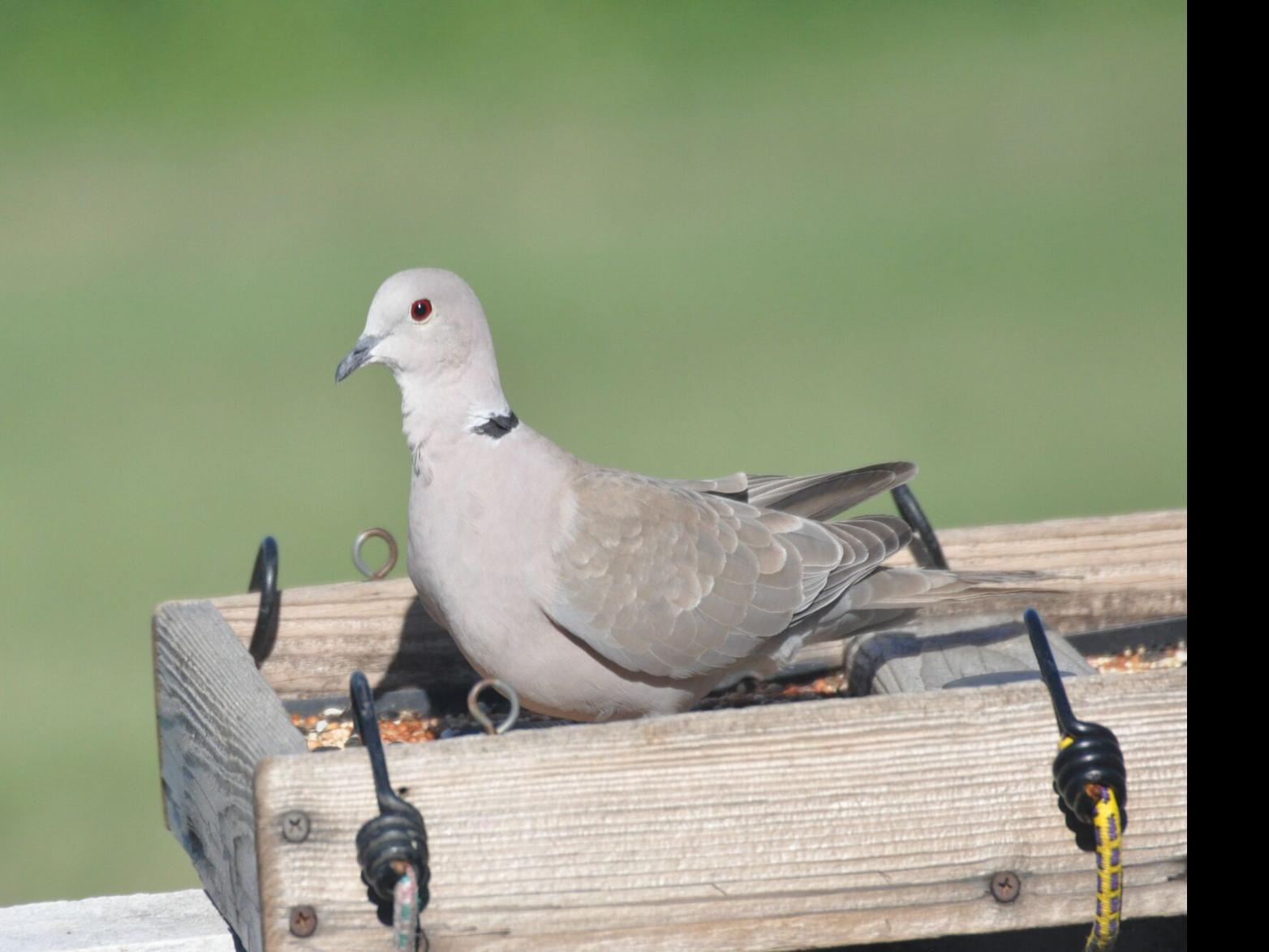 doves for sale nz