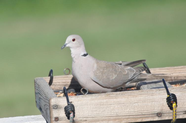 Eurasian Collard Dove (005a).JPG