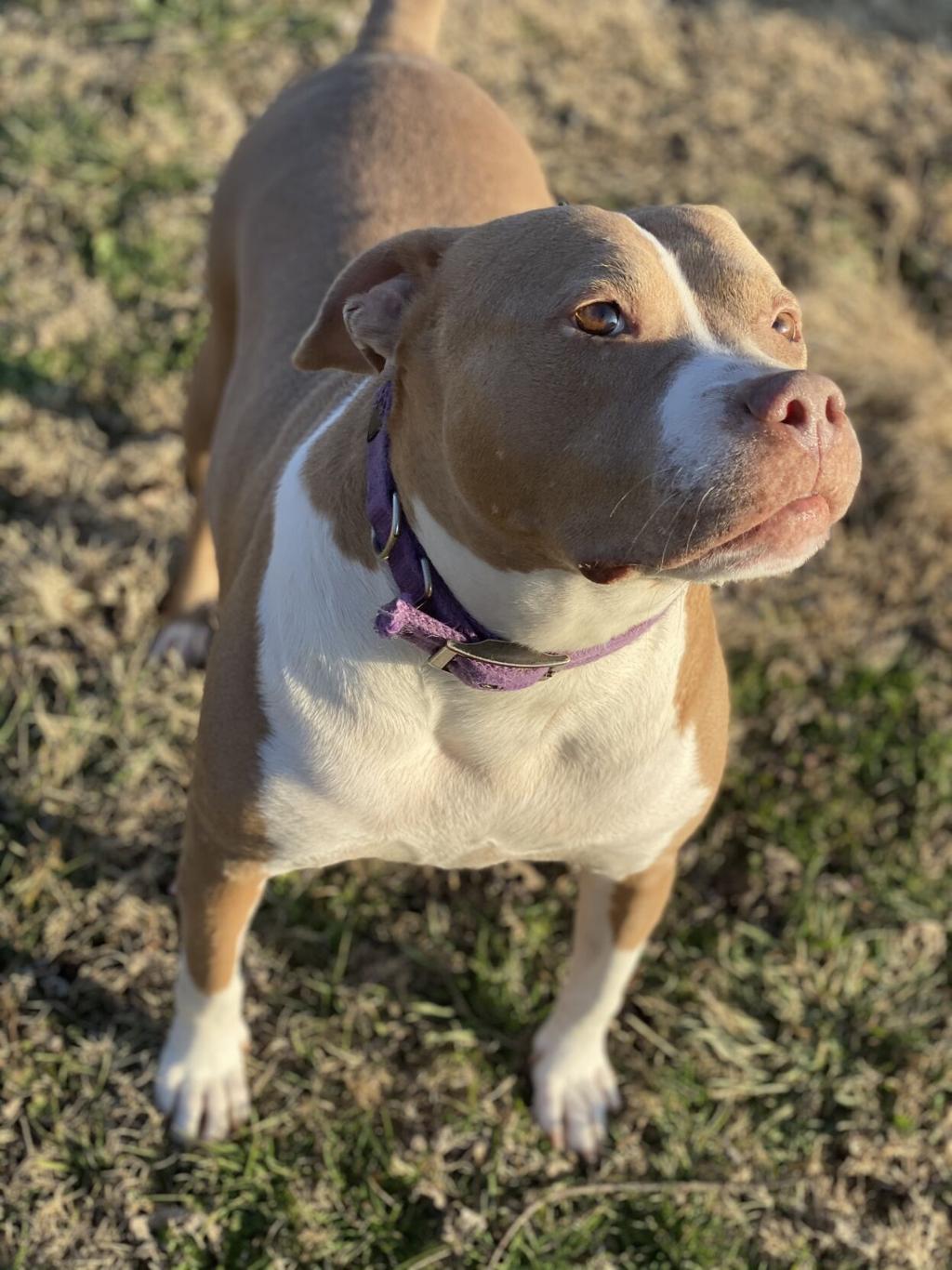 meet 37 adoptable dogs and cats looking