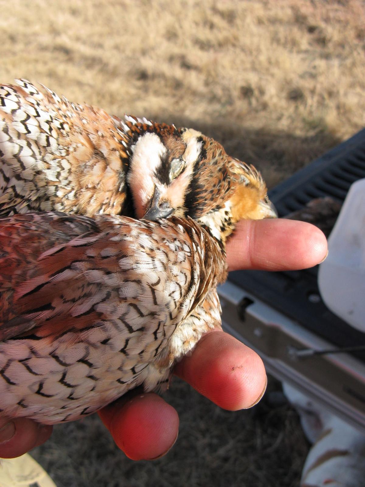 Maybe Lane will learn the difference between a quail and a pheasant
