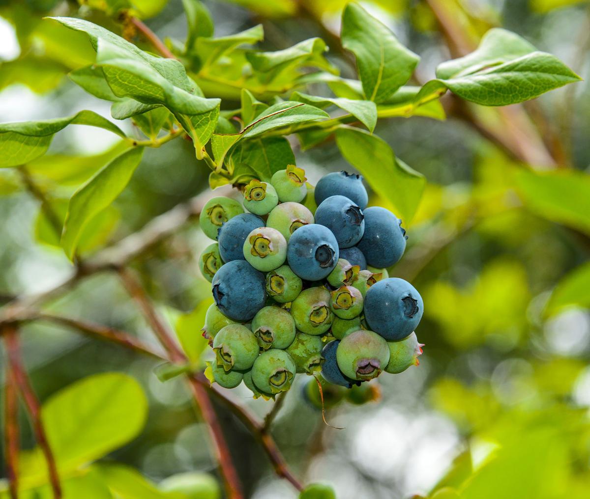 Master Gardener Planting a blueberry patch requires patience