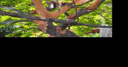 Arborilogical Services Inc. - Squirrel damage is common with trees, but  they prefer maples. Protect your trees by wrapping the bark with tree wrap  or burlap near the branch forks to deter