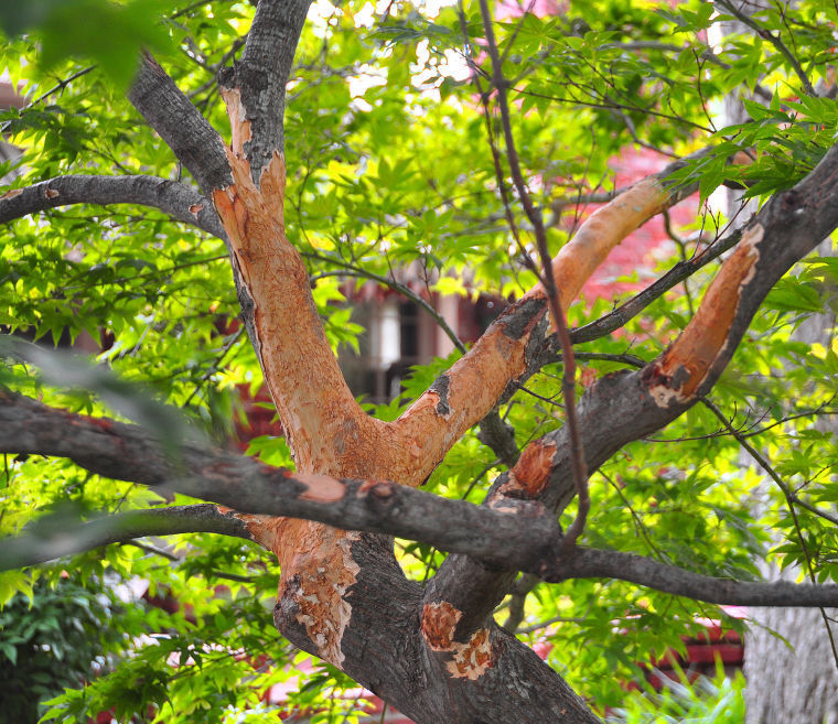 Arborilogical Services Inc. - Squirrel damage is common with trees, but  they prefer maples. Protect your trees by wrapping the bark with tree wrap  or burlap near the branch forks to deter