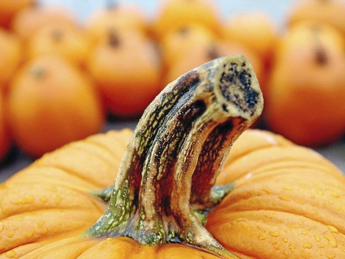 Halloween In Tulsa From Pumpkin Patches To Scary Houses Entertainment Tulsaworld Com Halloween Events In Tulsa 2022