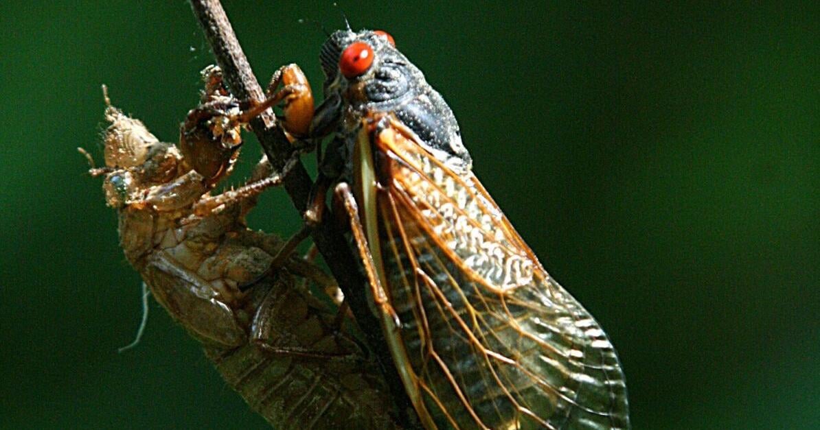 Double Cicada Brood 2025 Wikipedia
