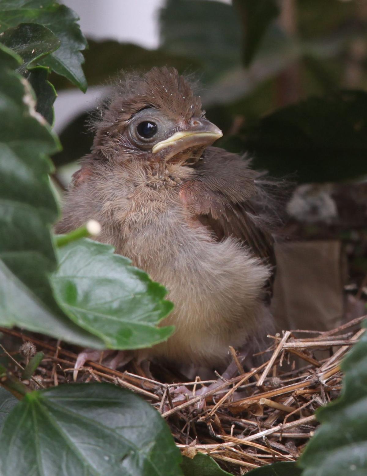 Photo Gallery: Northern cardinal chicks leave the nest ...