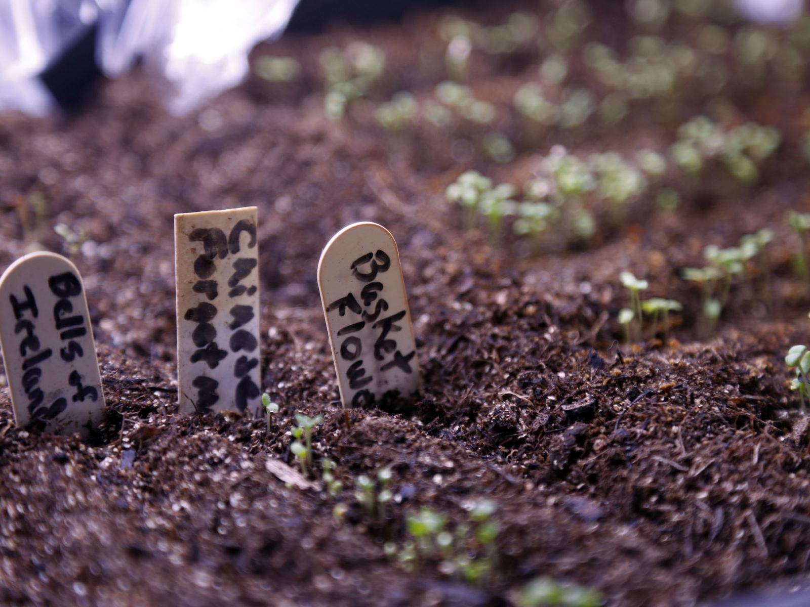 Master Gardener New Year S Resolutions To Get Your Garden In Order Home Garden Tulsaworld Com