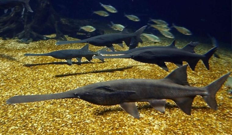 John Stancavage Paddlefish Eggs Spawn Caviar Exports From Oklahoma Archive Tulsaworld Com John Stancavage Paddlefish Eggs Spawn Caviar Exports From Oklahoma Archive Tulsaworld Com