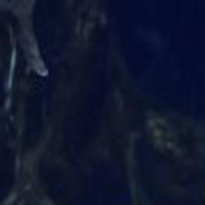 John Stancavage Paddlefish Eggs Spawn Caviar Exports From