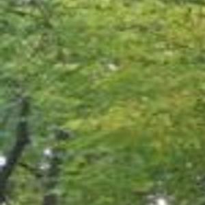 Princeton Elm Makes A Good Shade Tree Home Garden Tulsaworld Com