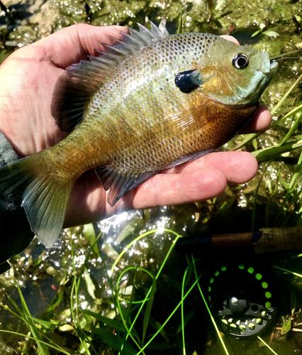 Sunfish, Bluegill  Oklahoma Department of Wildlife Conservation