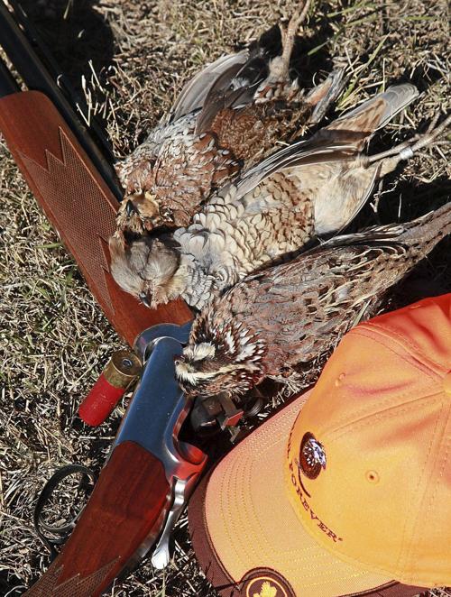 Quail population report down, but the hunt is more than worth the