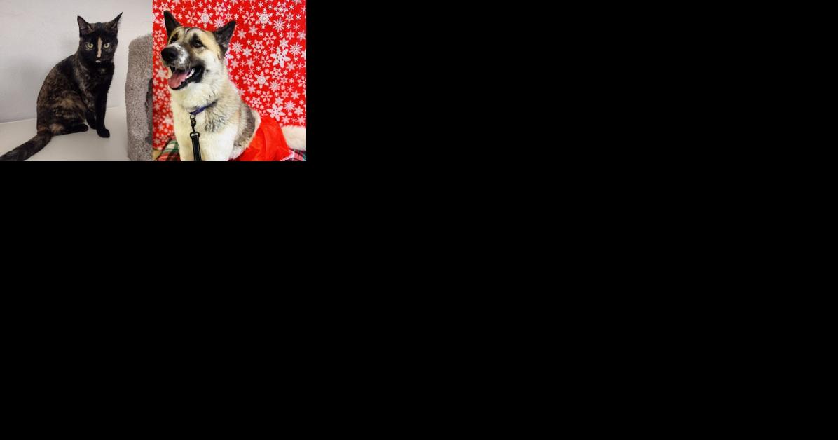 Pawsitively adorable: Meet 39 adoptable dogs and cats looking for love in the Tulsa area - Vimarsana News