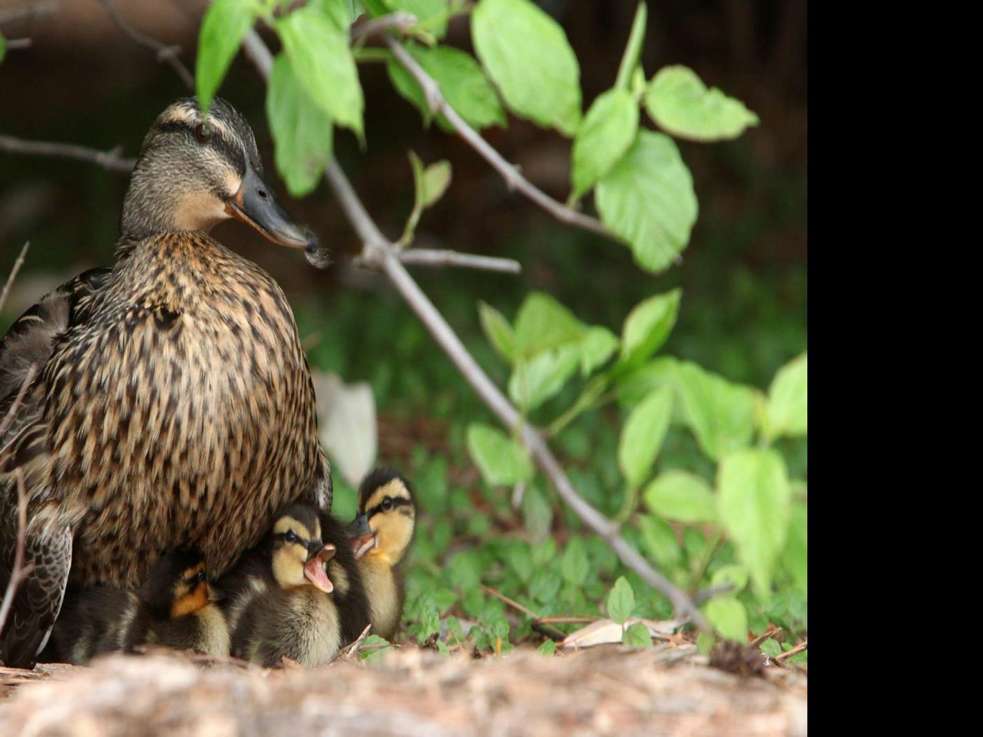 Ducks Under Your Deck Swallows On Your Shutters Here S What You Can Do About It Local News Tulsaworld Com