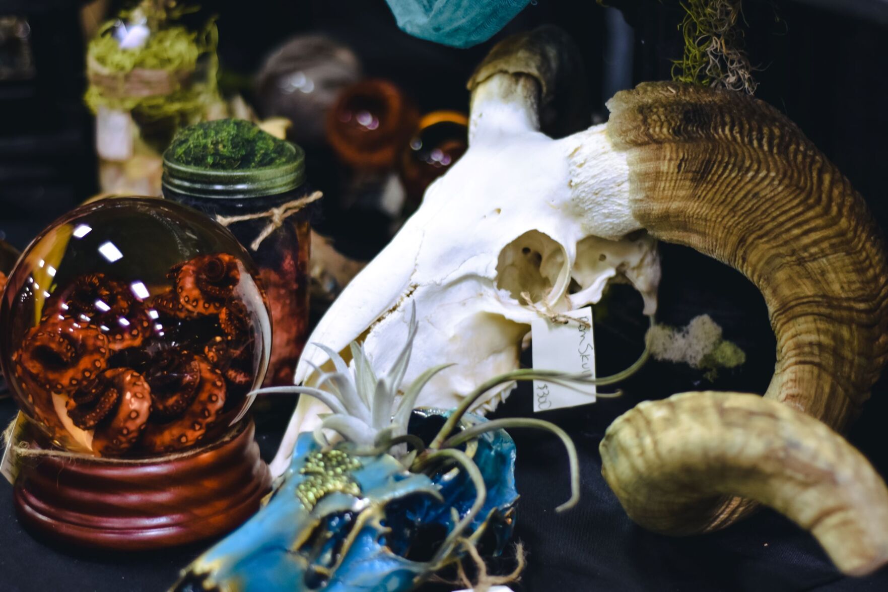 Oddities And Curiosities Expo Set Saturday