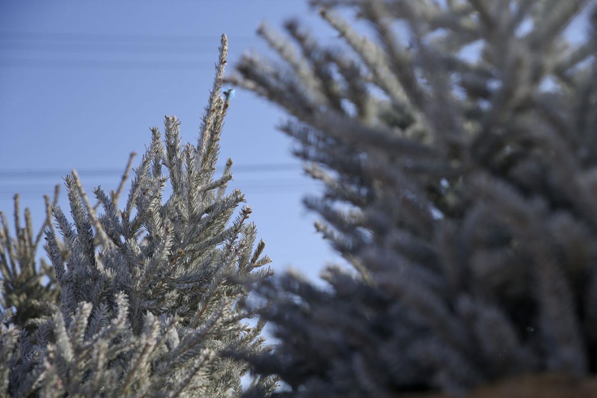 Keep your Christmas tree looking alive with help from nursery experts