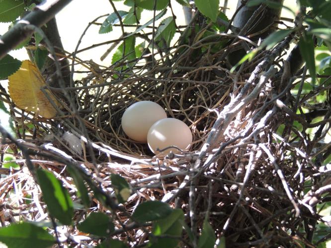 Eurasian Collard Dove Nest.JPG