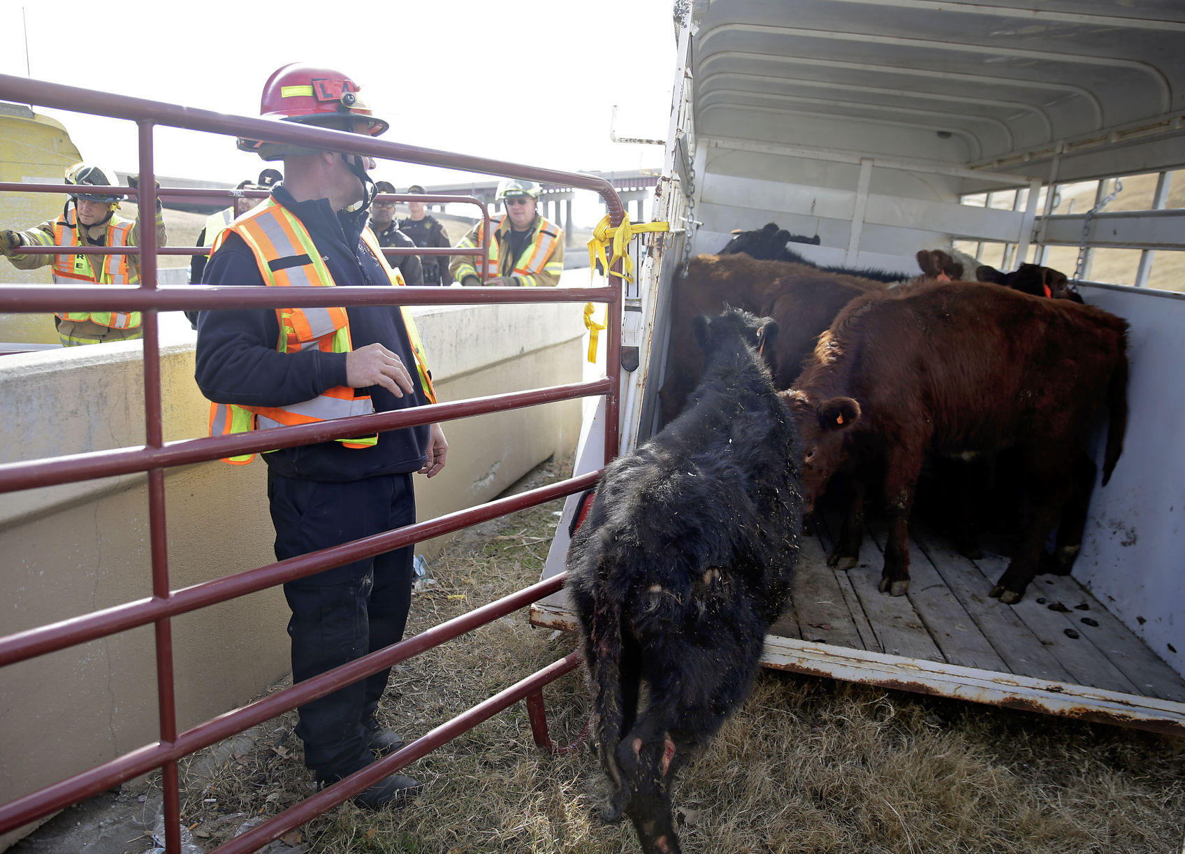 Steers Rounded Up, Some Euthanized, After Cattle Truck Overturns On ...