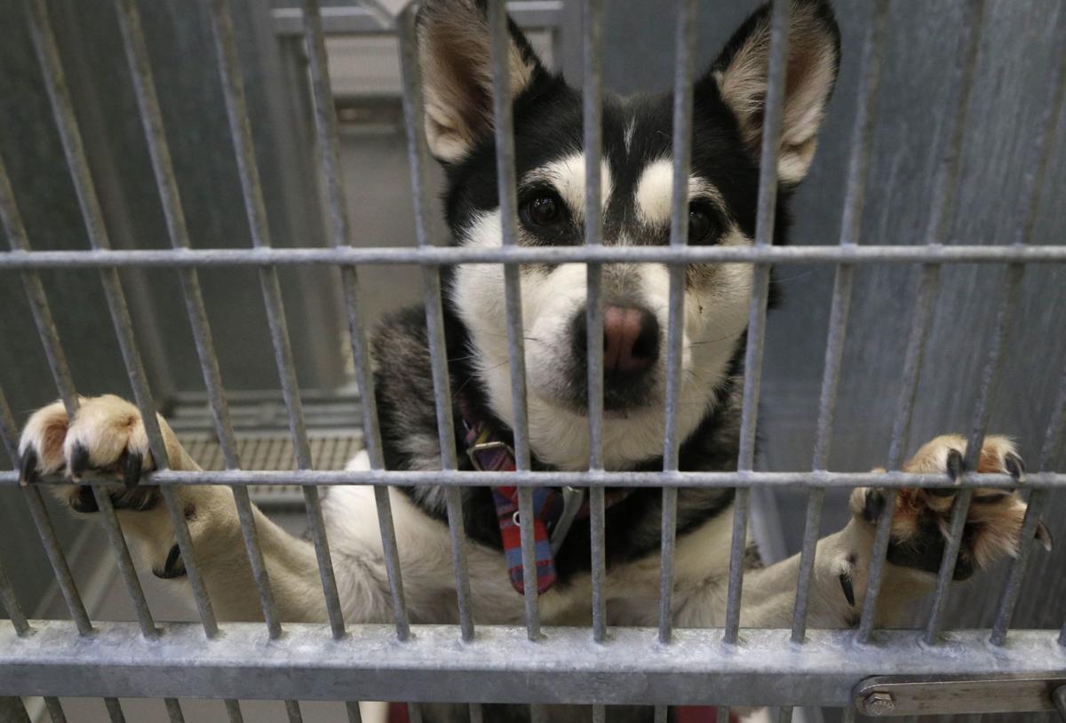 John Klein Vinita Shelter A Hub For Oklahoma Pets To Find Forever Homes In Colorado Local News Tulsaworld Com