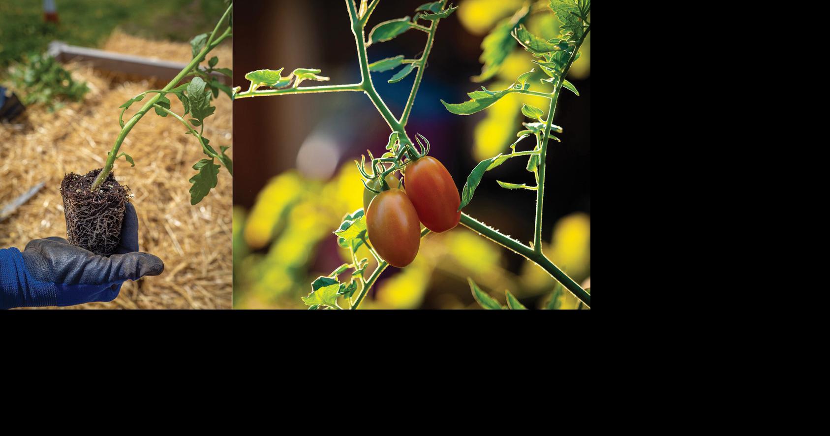Master Gardener: Soil temperatures are almost warm enough for tomato transplants