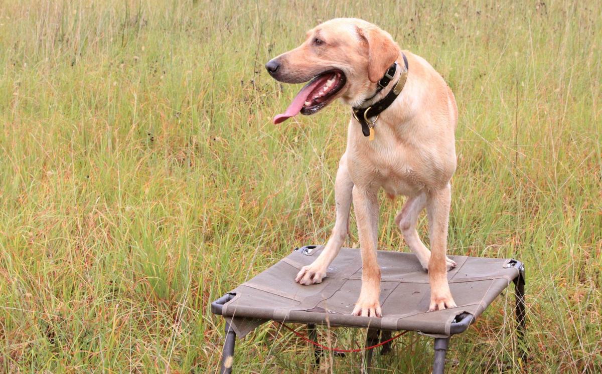 Kelly Bostian Hot Dogs Are No Good For Hunting Keep Yours Cool Sports News Tulsaworld Com