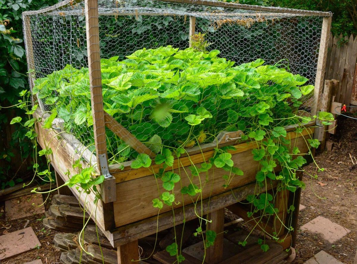 Master Gardener Raised Bed Gardening Has Many Benefits Home Garden Tulsaworld Com