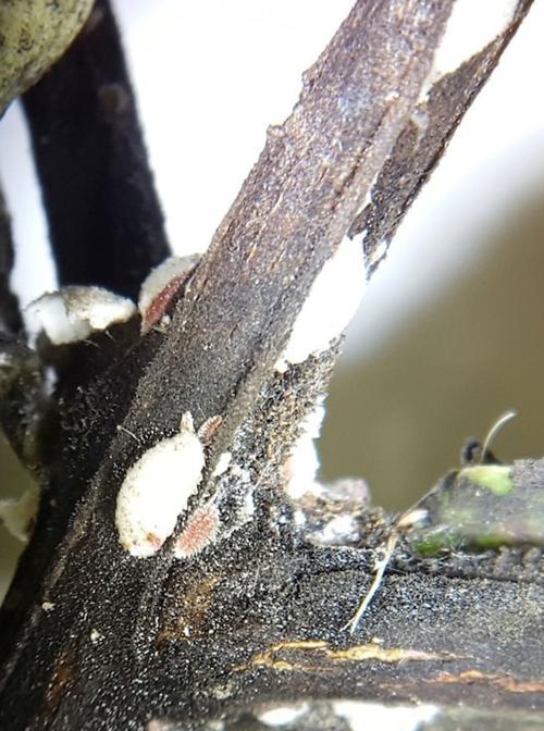 Crapemyrtle bark scale