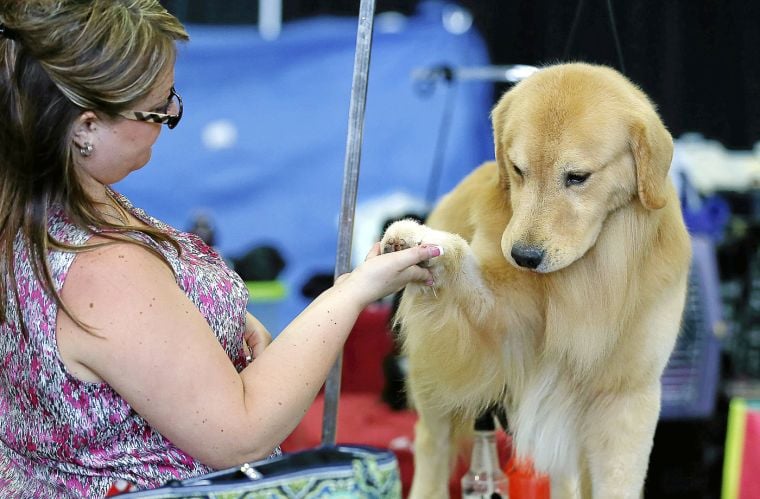 More Than 1 000 Dogs Compete In Tulsa Roundup Dog Shows This Weekend Local News Tulsaworld Com