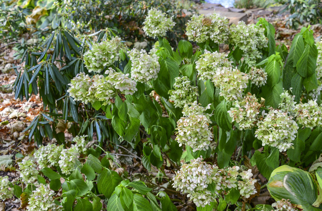 Master Gardener: Wilting in plants has many causes | Home & Garden ...