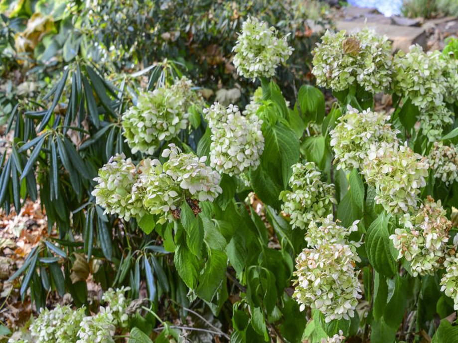 Master Gardener Wilting In Plants Has Many Causes Home Garden Tulsaworld Com