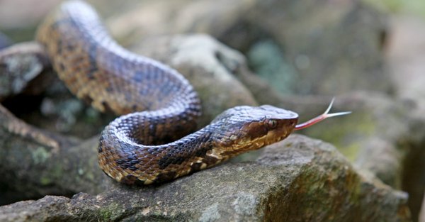 Water snake vs. water moccasin