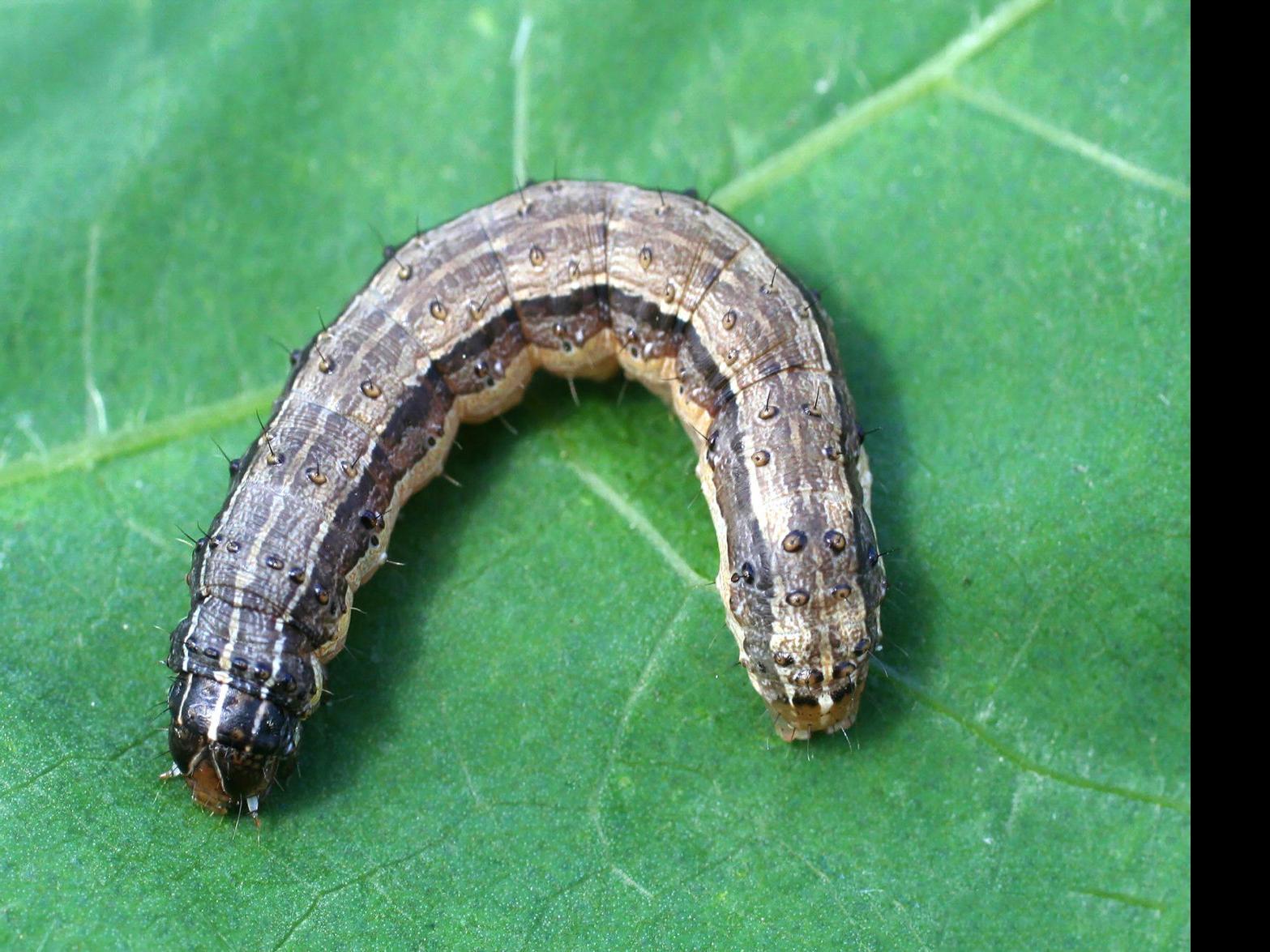 Master Gardener Armyworms Can Be Controlled In Yards Home Garden Tulsaworld Com