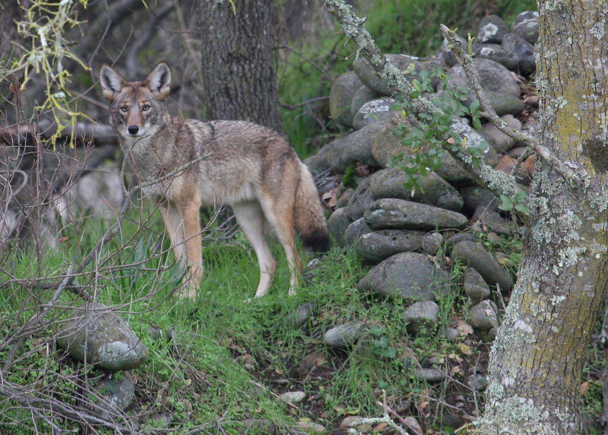 Brookside coyote encounter: Too close for comfort? | Outdoors: Hunting