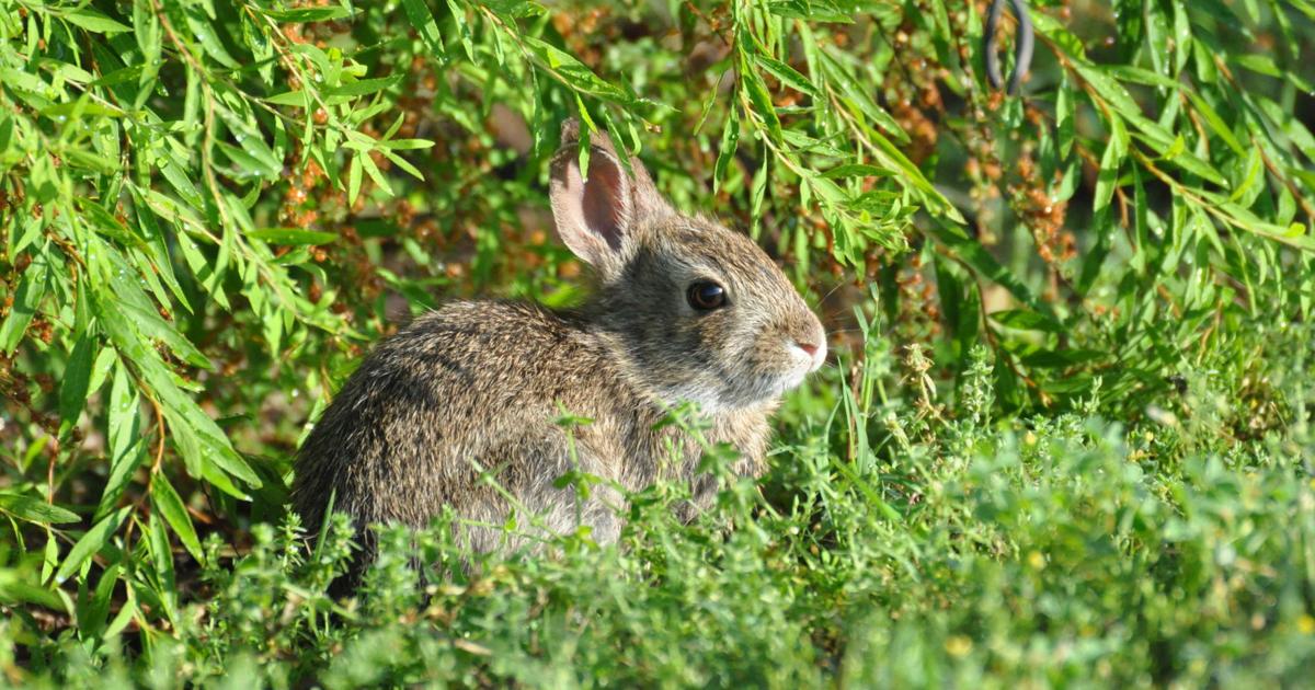 Deadly 'Bunny Ebola' an inevitability for Oklahoma's rabbits as disease ...